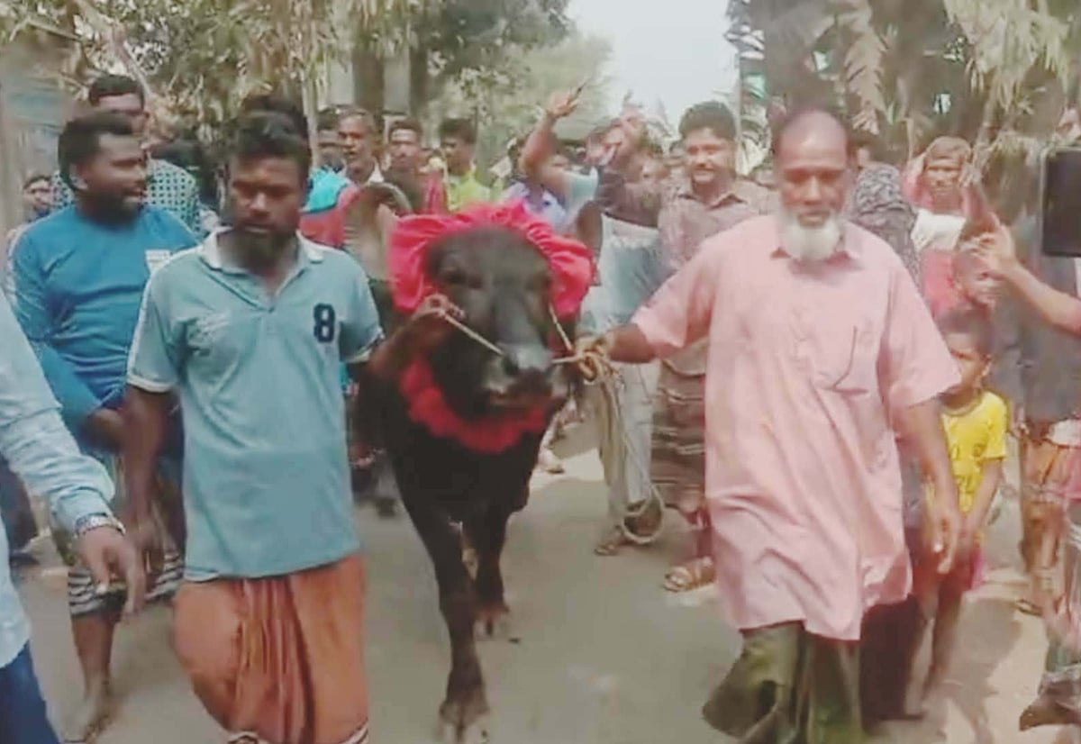 শেরপুরের নালিতাবাড়ীতে বাজিতে জিতা সেই মহিষ মালিকের কাছে ফেরত দিলেন আবদুল মান্নান। গতকাল শুক্রবার বালুঘাটা এলাকায়
