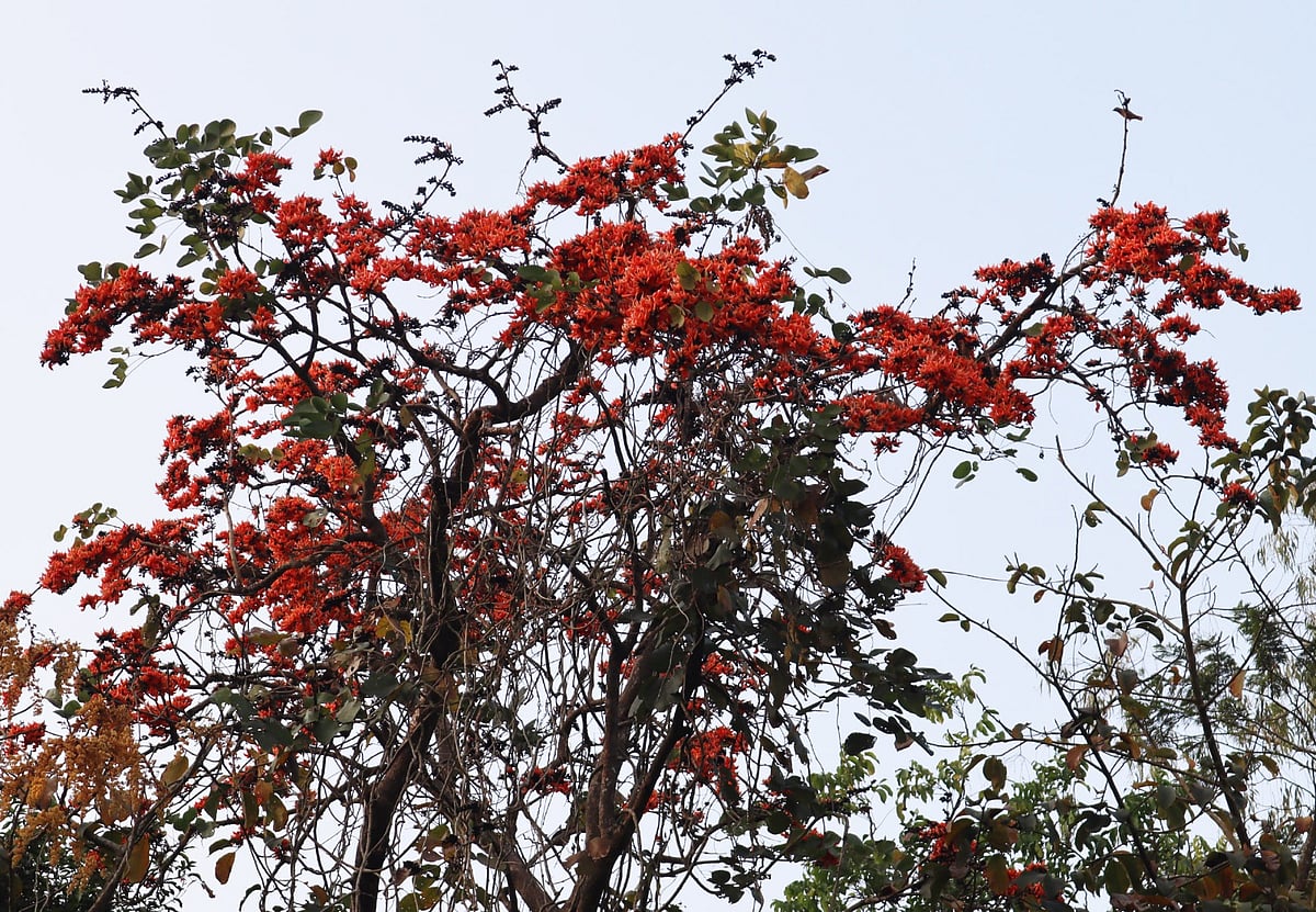 গাছের মাথায় পলাশ ফুল। ৪ ফেব্রুয়ারি বিকেলে মৌলভীবাজার সদর উপজেলার ভুজবল গ্রামে