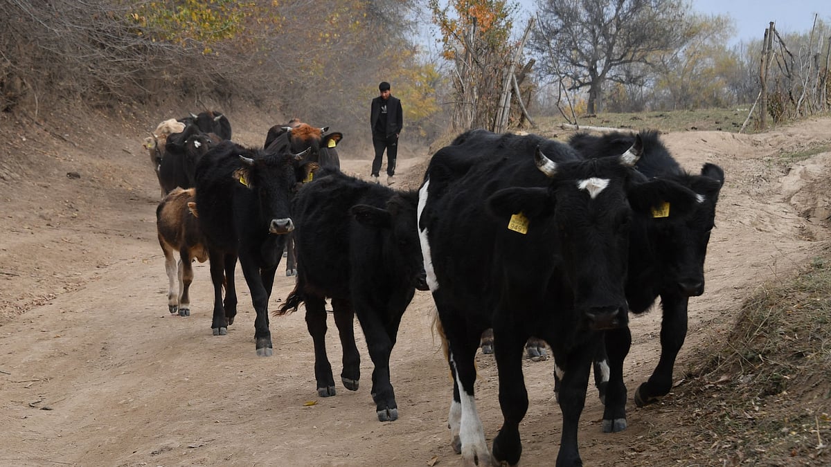 গবাদিপশু