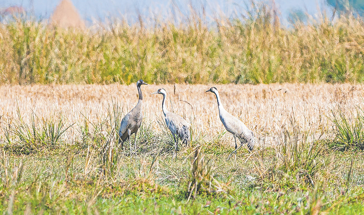 কানাইঘাটের বড় হাওরের শুকিয়ে যাওয়া বিলে তিনটি পাতিসারস