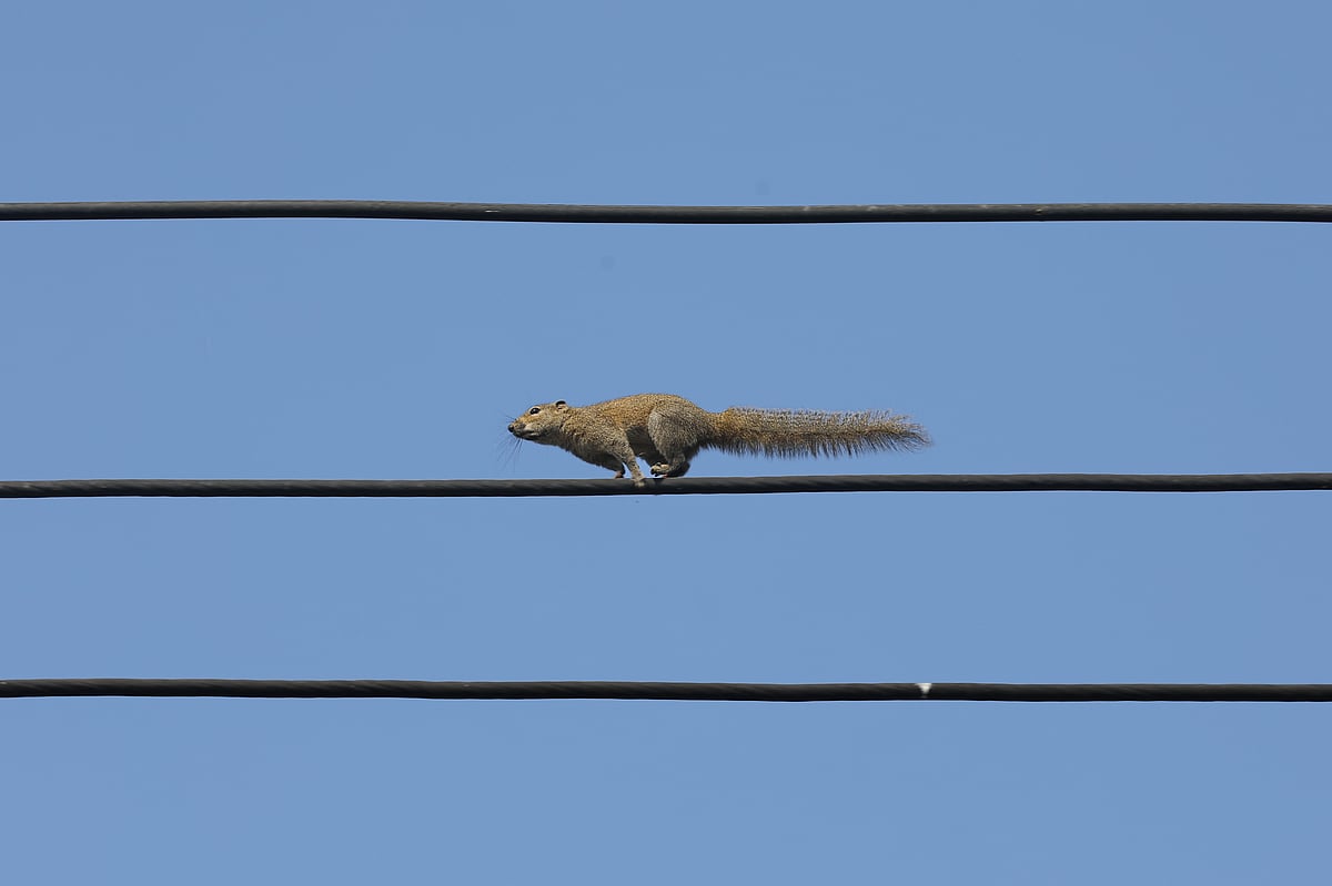 পলাশের মাঝে কাঠবিড়ালি
