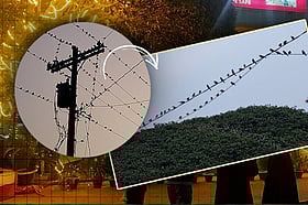 সন্ধ্যা হলেই উড়ে আসে চড়ুই পাখির ঝাঁক, মহাসড়কের পাশের রেস্তোরাঁয় বাড়ছে দর্শনার্থী