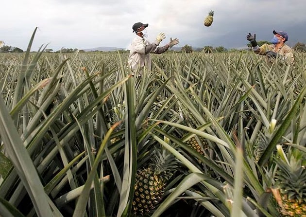 বিশ্বে বছরে লাখ লাখ টন আনারস উৎপাদন, কোন দেশগুলোতে ফলন বেশি