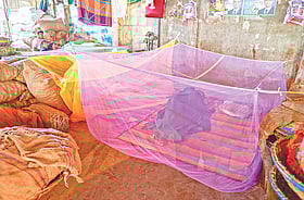 ঢাকায় এক মাসেই মশা বেড়েছে ৪০%, ঘণ্টায় কামড়াতে আসে ৮৫০টি