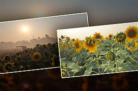 গাজীপুরের কালিয়াকৈরে সূর্যমুখী চাষে ঝুঁকছেন কৃষকেরা