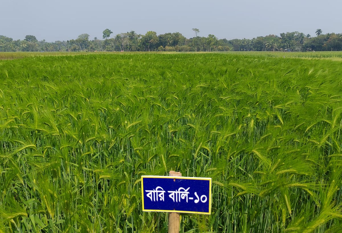 খুলনার পাইকগাছার কপিলমুনি এলাকায় পরীক্ষামূলকভাবে চাষ করা বার্লির খেত। প্রথমবারেরই বার্লি চাষে দেখা দিয়েছে আশাব্যঞ্জক ফলন। গত বুধবার তোলা