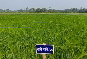 লবণাক্ত জমিতে পরীক্ষামূলক বার্লি চাষ, উপকূলীয় কৃষিতে নতুন সম্ভাবনা