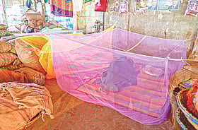 ঢাকায় ঘণ্টায় কামড়াতে আসে ৮৫০টি মশা