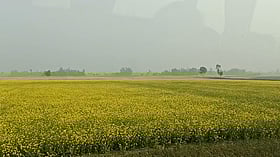 দেশে শর্ষে উৎপাদনের শীর্ষে সিরাজগঞ্জ জেলা