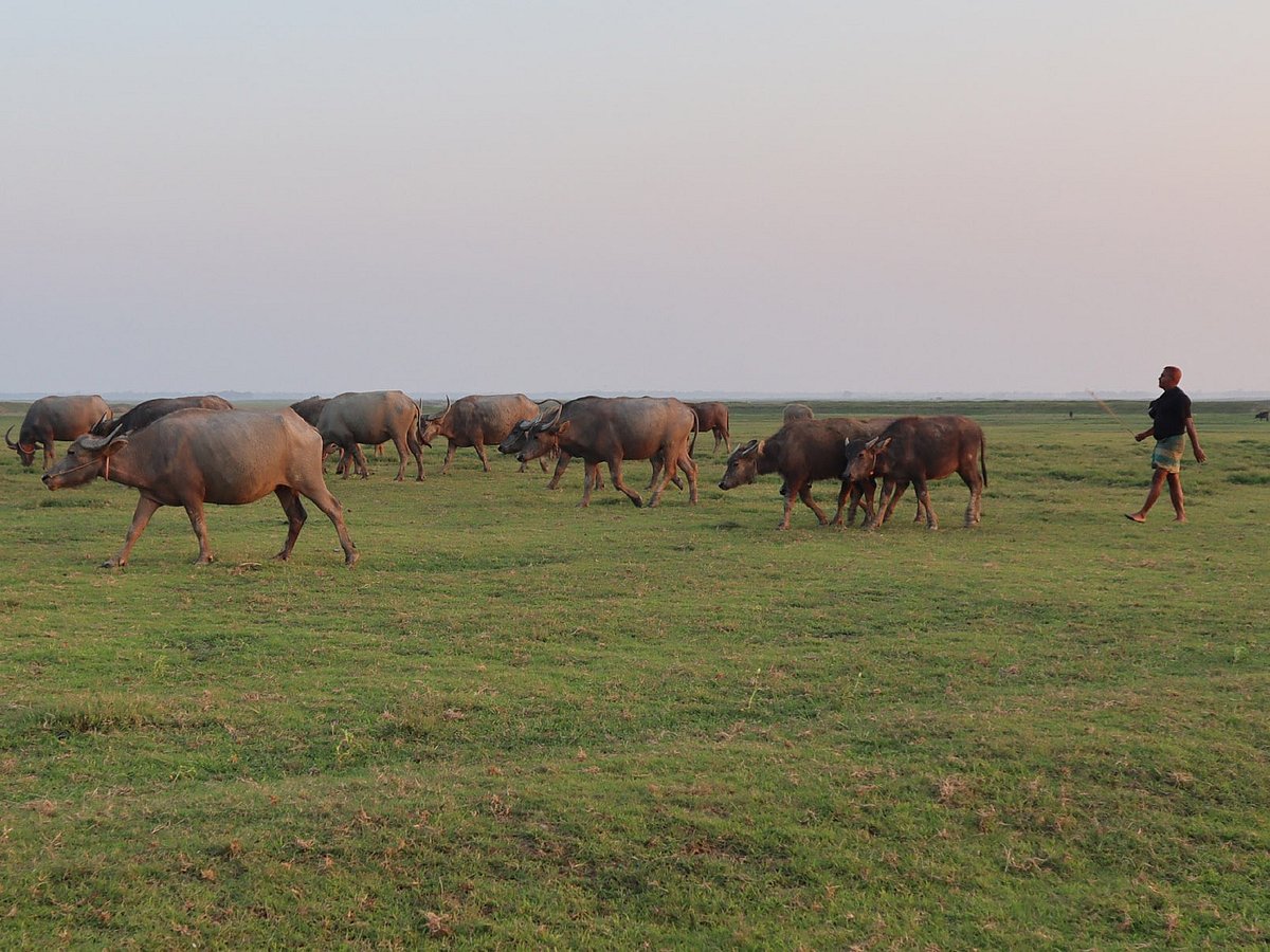 সন্ধ্যা ঘনিয়ে আসছে। এর আগেই মহিষগুলোকে নির্দিষ্ট স্থানে নিয়ে যাচ্ছেন এক রাখাল। সম্প্রতি মৌলভীবাজারের কাউয়াদীঘি হাওরের মেলাগড়ে