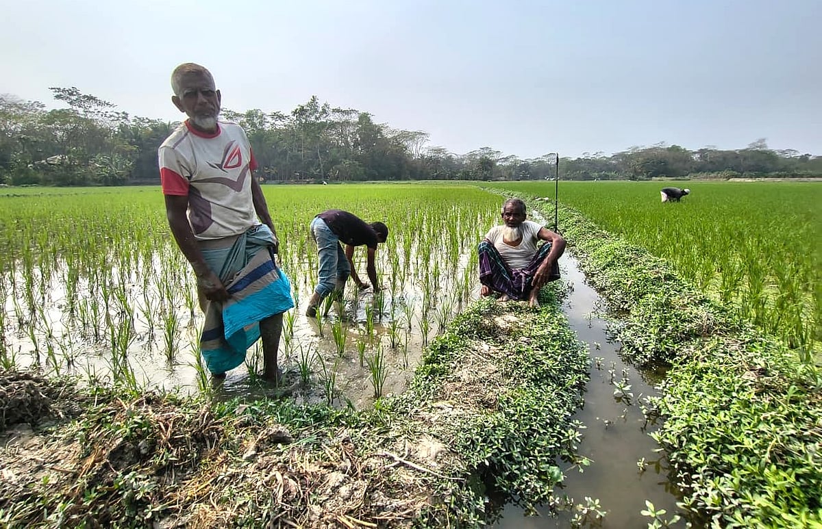 বোরো খেতের পাশে সারের দামসহ নিজেদের নানা দুর্দশার কথা বলছেন কৃষকেরা। গতকাল রোববার দুপুরে বরিশাল সদরের কাশীপুরের করমজা এলাকায়