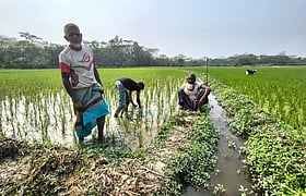 সরকারি দামে মিলছে না সার, বোরো চাষে বাড়ছে খরচ