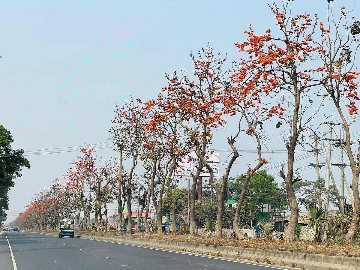 কুমিল্লার চৌদ্দগ্রাম উপজেলার মিয়ার বাজার এলাকায় ঢাকা-চট্টগ্রাম মহাসড়কের বিভাজকে মুগ্ধতা ছড়াচ্ছে আগুনরাঙা পলাশ। রোববার দুপুরে তোলা