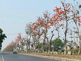 ঢাকা-চট্টগ্রাম মহাসড়কে মুগ্ধতা ছড়াচ্ছে আগুনরাঙা পলাশ