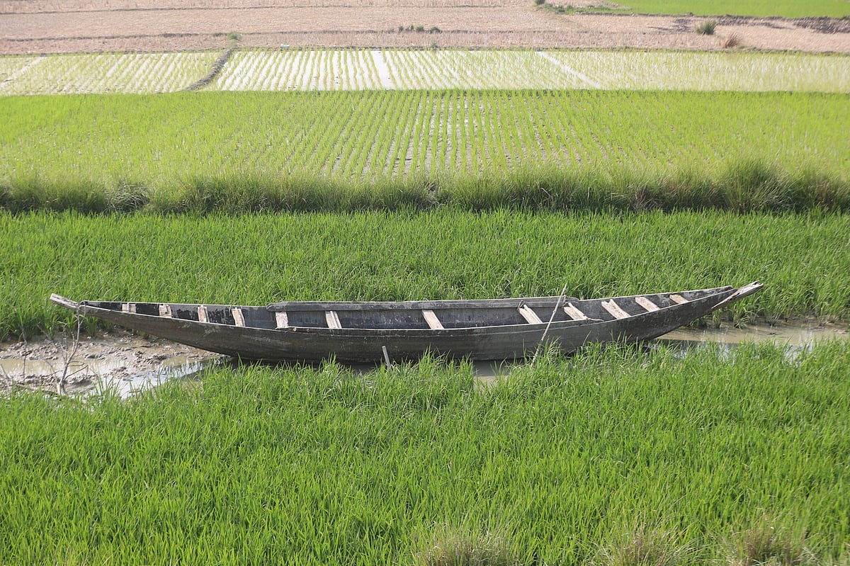 সবুজে ঢাকা হাওর