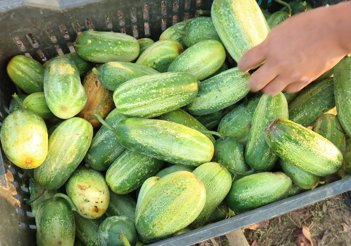 কাপ্তাইয়ের চরে ক্ষীরা চাষ