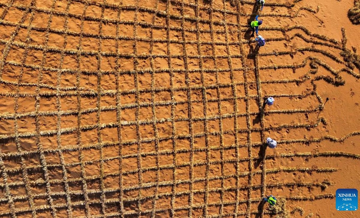 বিশেষ ধরনের জৈব আস্তরণের মাধ্যমে বালুকে মাটিতে পরিণত করার পদ্ধতি উদ্ভাবন করেছেন বিজ্ঞানীরা