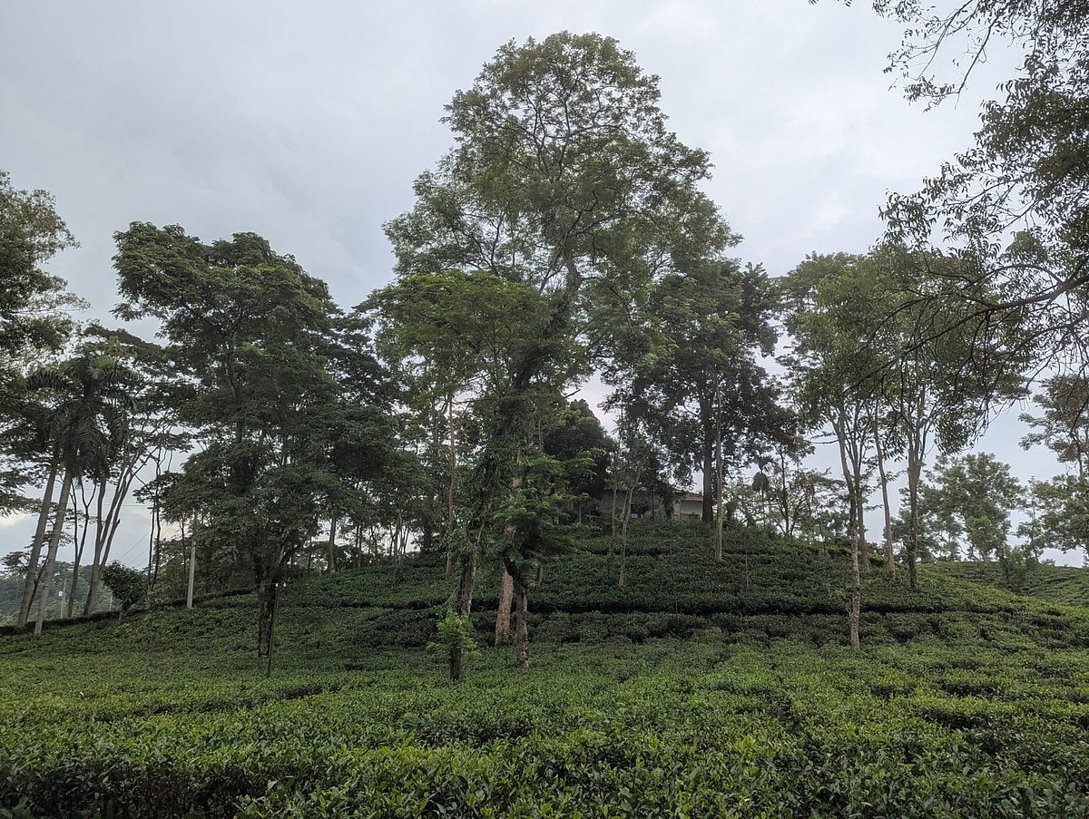 মৌলভীবাজার জেলার বড়লেখা উপজেলার সরকারি নিউ সমনবাগ চা-বাগানের আয়তন ২ হাজার ৯৬ একর