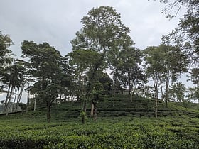 সরকারি চা-বাগানে ‘ভুতুড়ে’ শ্রমিক