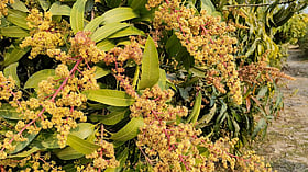 আমের বাগানে মুকুলের ঘ্রাণ ছড়িয়েছে, বাম্পার ফলনের আশা নওগাঁর চাষিদের