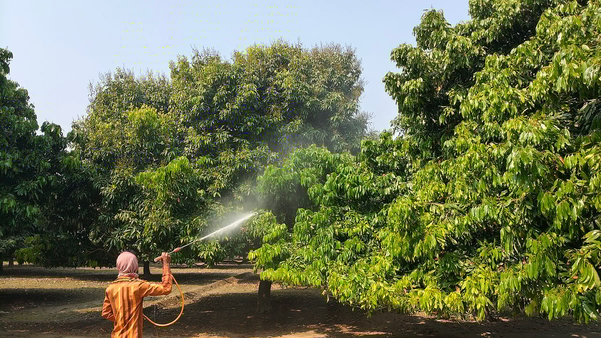মুকুল আসতে শুরু করেছে লিচু গাছে। গাছে ছত্রাকনাশক স্প্রে করছেন কৃষক। গত রোববার দিনাজপুরের বিরল উপজেলার মাধববাটি এলাকায়