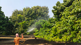 দিনাজপুরে সবুজ পাতার ফাঁকে উঁকি দিচ্ছে লিচুর মুকুল