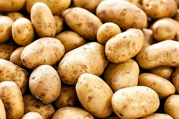 চট্টগ্রাম জেলায় ধারাবাহিকভাবে কমছে আলুর উৎপাদন