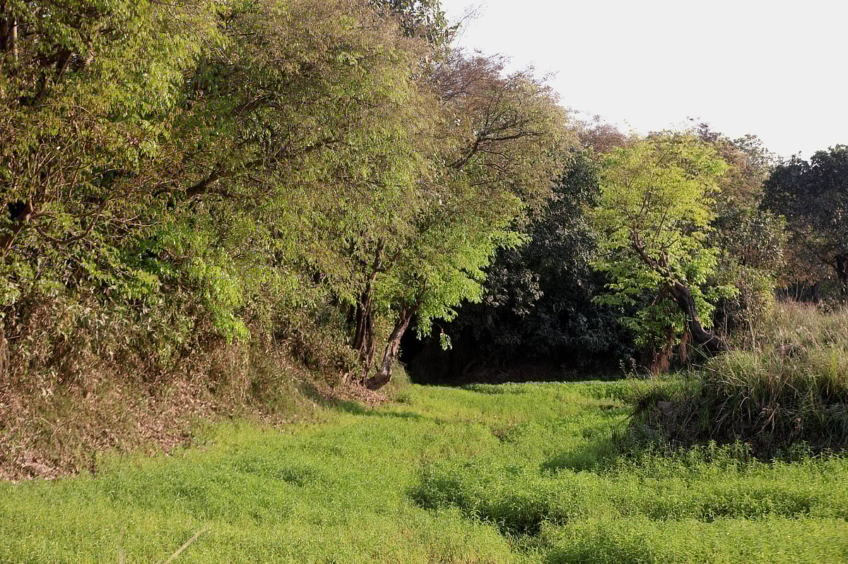 বসন্তে দামারি হাওর