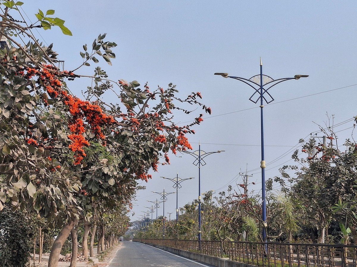 রাজশাহীতে সড়কের দুই ধারে ফুটেছে টুকটুকে পলাশ ফুল। মঙ্গলবার নগরের মধ্য বুধপাড়া এলাকায়