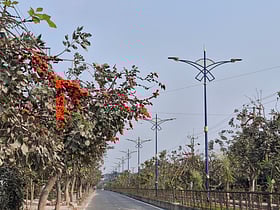 রাজশাহীতে সড়কের দুই পাশে টুকটুকে লাল পলাশ, ছড়াচ্ছে মুগ্ধতা