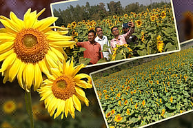 বাগানে ফুটেছে হাজারো সূর্যমুখী, আসছেন ফুলপ্রেমীরা