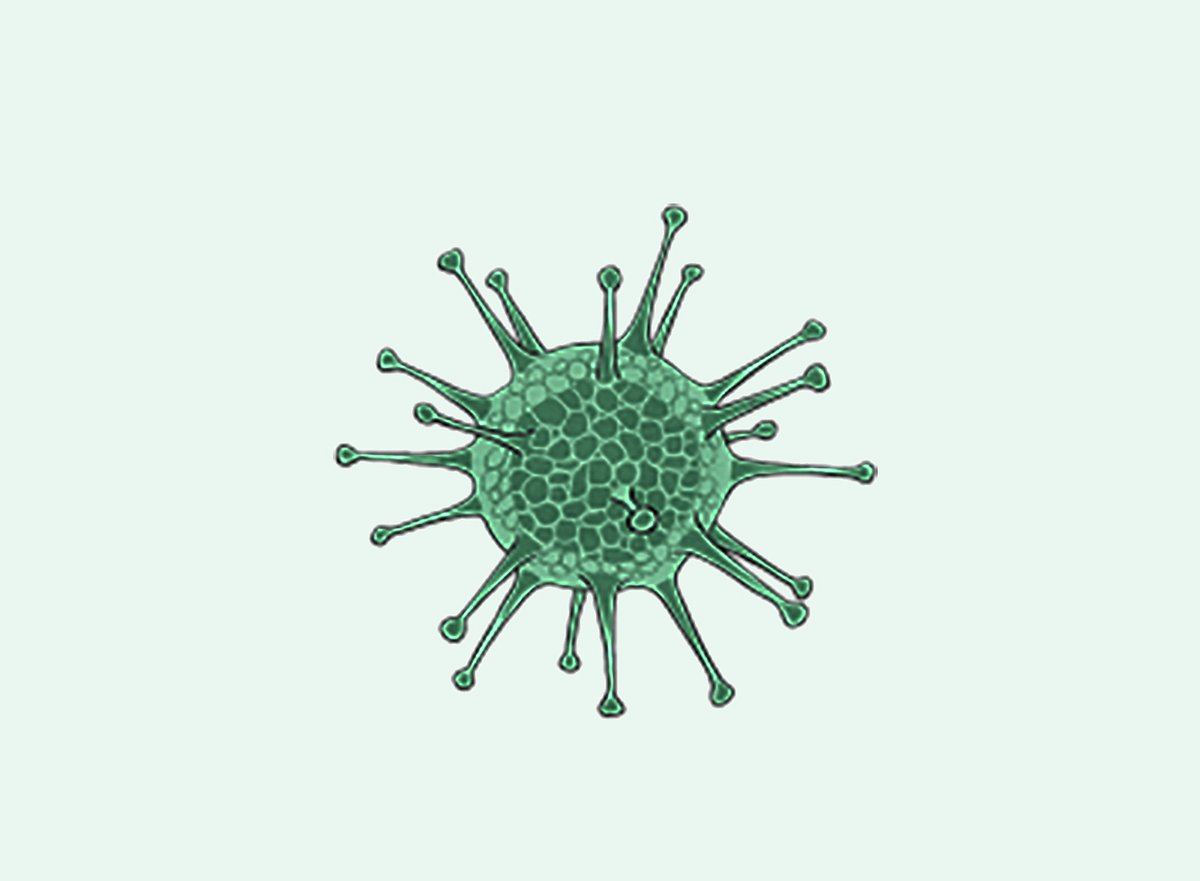 ব্যাকটেরিয়া