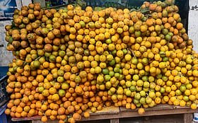 কক্সবাজারের বড় সুপারিকে কেন আপেলের সঙ্গে তুলনা করা হয়