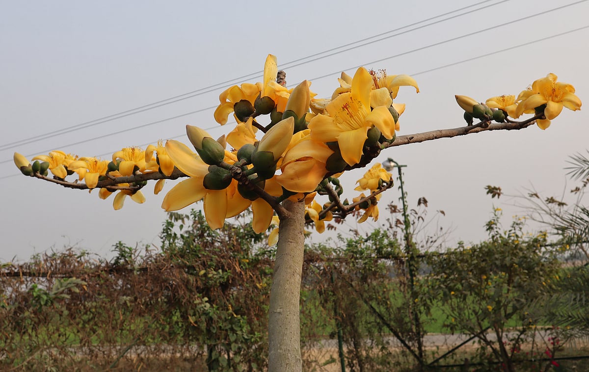গাছের ডালে ডালে ফুটেছে হলুদ শিমুল। গত বৃহস্পতিবার বিকেলে মৌলভীবাজার সদর উপজেলার আজমেরুতে