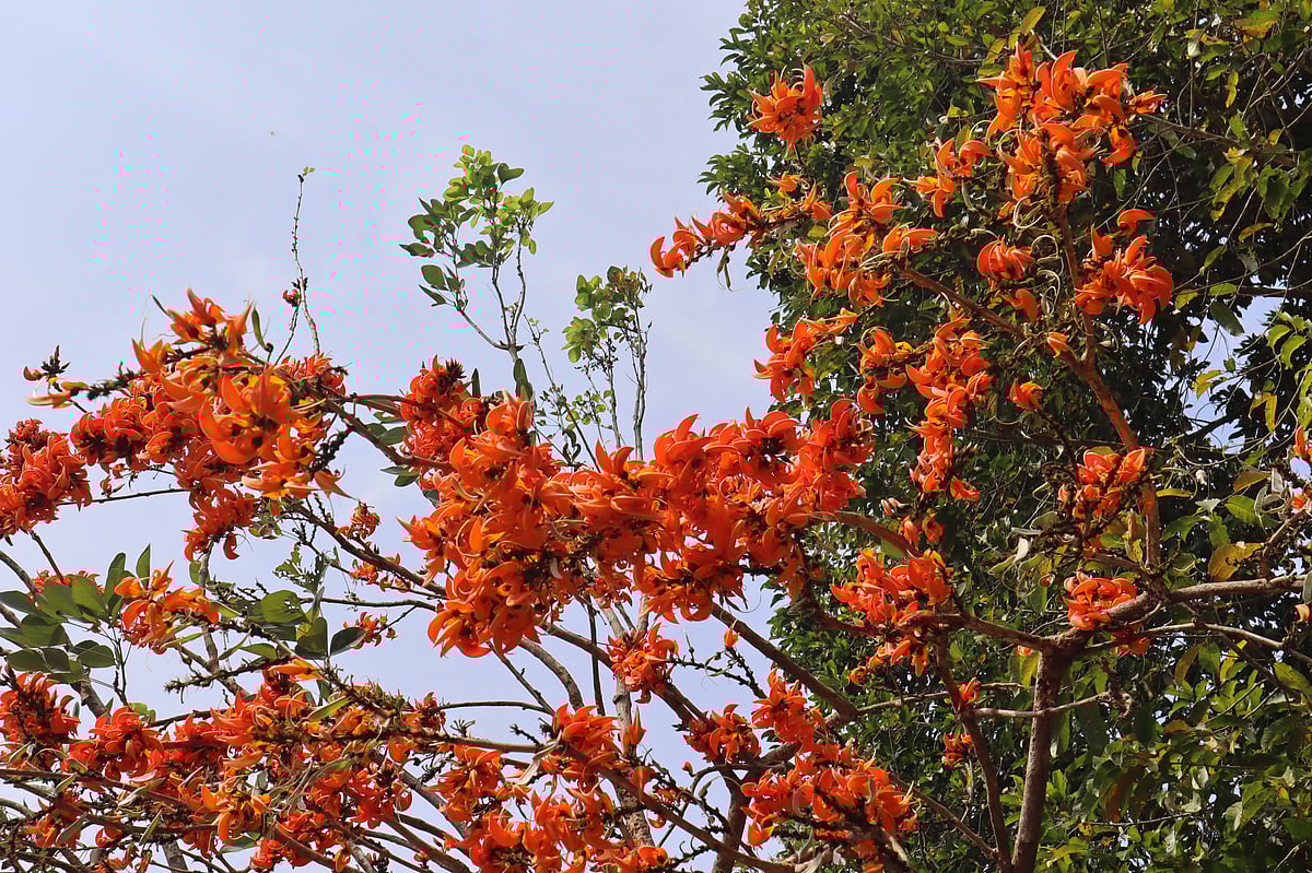 গাছের ডালে পলাশ ফুলের বন্যা। মৌলভীবাজারে বন্য প্রাণী ব্যবস্থাপনা ও প্রকৃতি সংরক্ষণ বিভাগের কার্যালয় এলাকায়