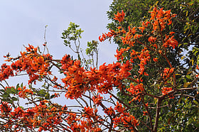 মৌলভীবাজারে নিরিবিলি বনের কাছে ‘পলাশ ফুলের’ আগুন
