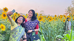 নদীর পাড়ে সূর্যমুখীর বাগান, দর্শনার্থীদের টিকিট বিক্রি করে বাড়তি আয়