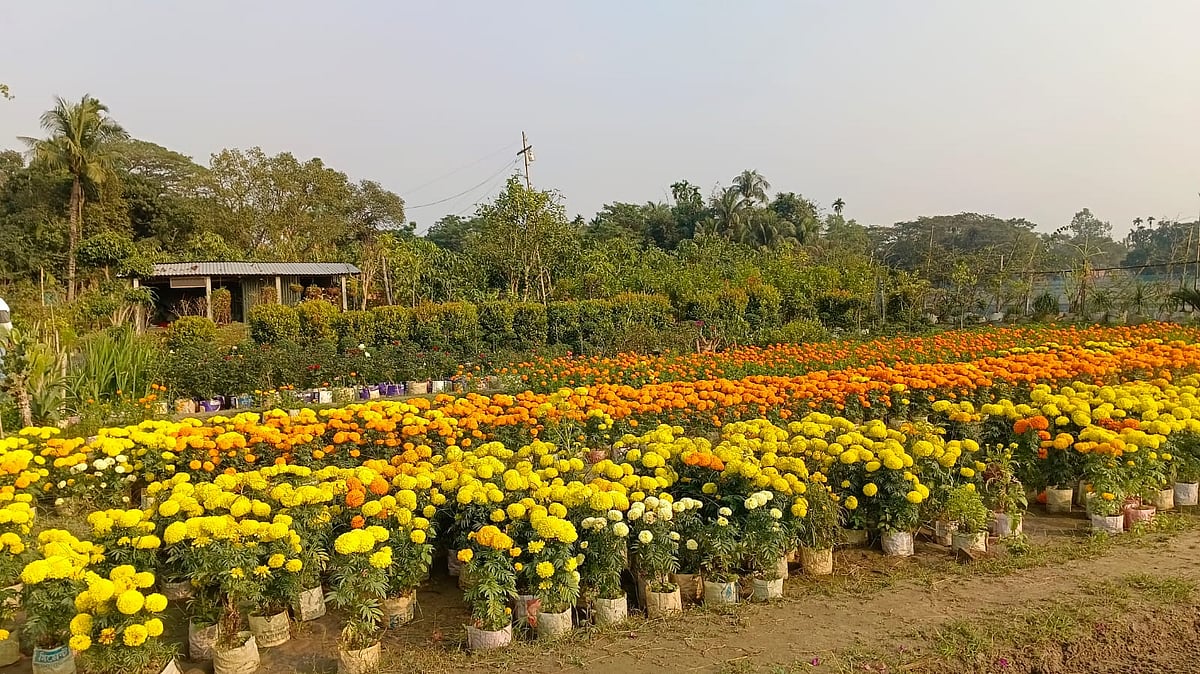 ময়মনসিংহের গফরগাঁও উপজেলার সালটিয়া ইউনিয়নের রৌহা গ্রামের মোস্তাফিজুর রহমান নার্সারি করে ঘুরিয়েছেন ভাগ্যের চাকা। সম্প্রতি তোলা