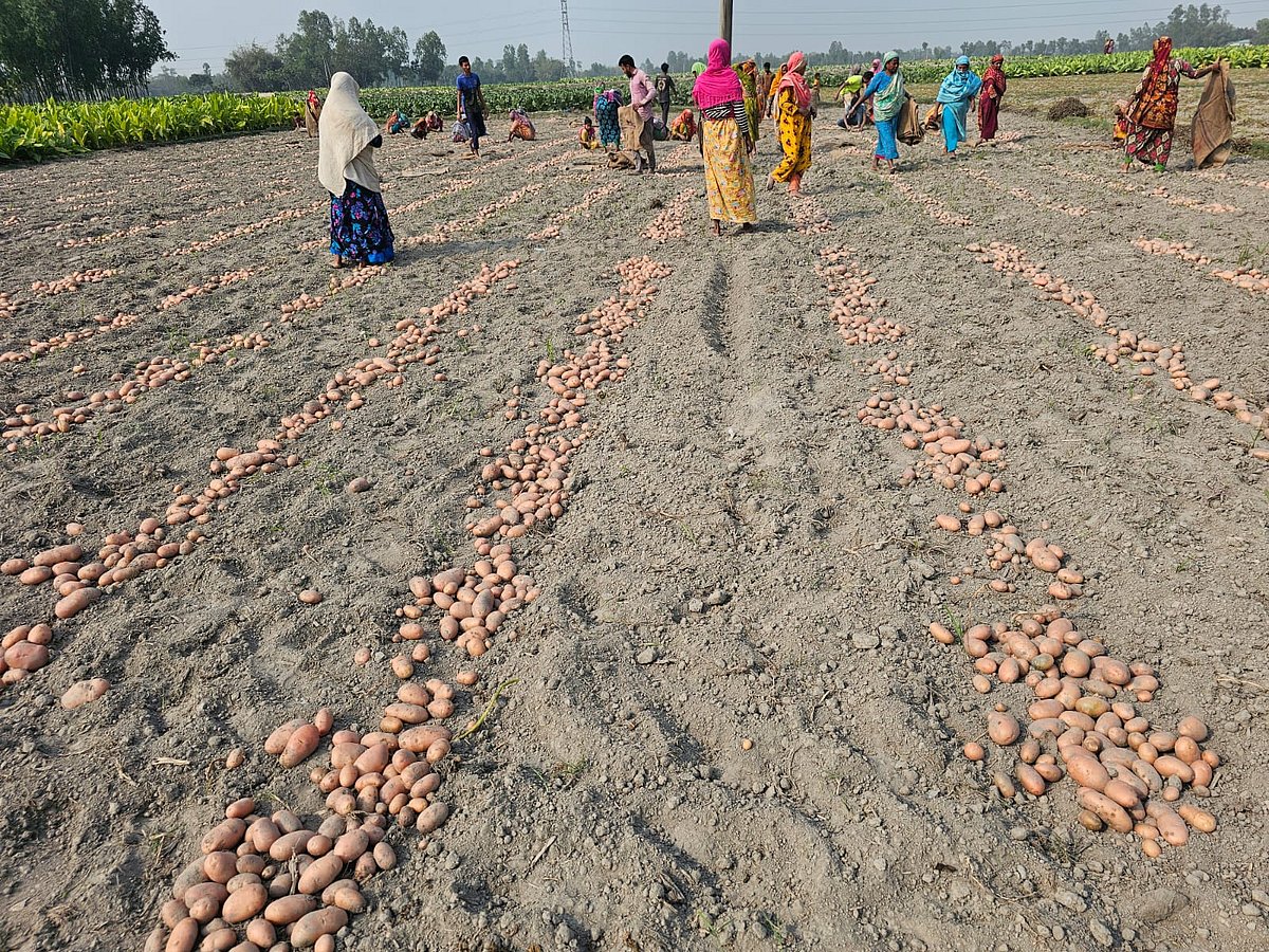 আলু তুলতে ব্যস্ত নারীরা। শনিবার তারাগঞ্জের মাটিয়াল পাড়া মাঠে