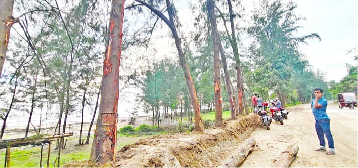 সড়ক সম্প্রসারণের জন্য কাটা হবে গাছ। এ জন্য ঝাউগাছগুলোতে চিহ্ন দিয়ে রাখা হয়েছে। সম্প্রতি কক্সবাজারের মেরিন ড্রাইভে
