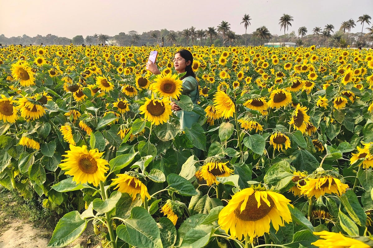 সূর্যমুখীখেতে একজন সেলফি তুলছেন। রোববার সকালে পাবনা জেলা সদরের টেবুনিয়া এলাকায় বিএডিসির খামারে