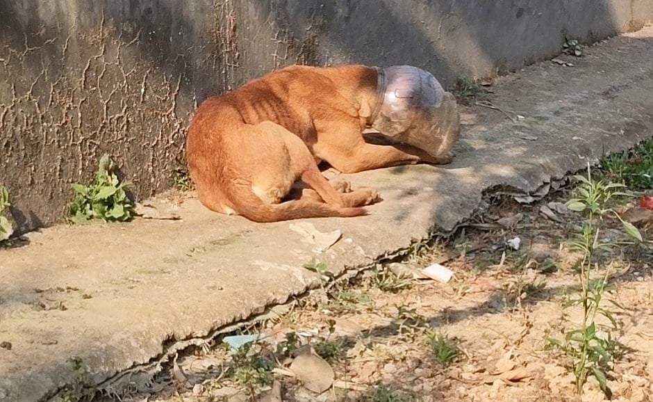 কুকুরটির মুখে প্লাস্টিকের বয়াম আটকে ছিল। আজ রোববার বিকেলে সখীপুর পৌরসভার ৪ নম্বর ওয়ার্ডের সানবান্দা এলাকায়