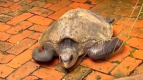 মাদারীপুরে ৩২ কেজি সামুদ্রিক কচ্ছপ উদ্ধার, পদ্মায় অবমুক্ত