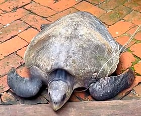 মাদারীপুরে ৩২ কেজি ওজনের কচ্ছপ উদ্ধার করে পদ্মা নদীতে অবমুক্ত