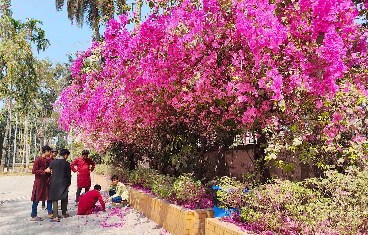 দেয়াল ঘেঁষে যেন বাগানবিলাসের ছোট্ট এক রঙিন উৎসব। শুক্রবার দুপুরে বরিশাল নগরের সিঅ্যান্ডবি সড়কে বিএডিসি ভবনের সামনে