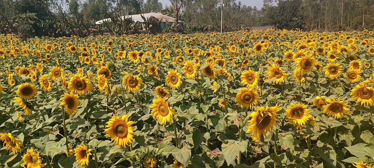 কৃষক শাহাদাত হোছাইনের সূর্যমুখী খেত। চট্টগ্রামের লোহাগাড়া উপজেলার চুনতি ইউনিয়নে। সম্প্রতি তোলা