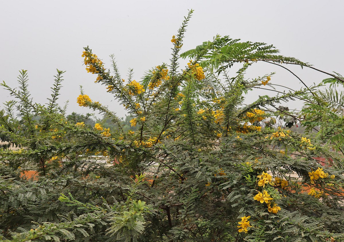 হলুদ ফুলের উৎসব মরু ক্যাসিয়ায়। আজ সোমবার সকালে মৌলভীবাজারে শান্তিবাগ ওয়াকওয়েতে