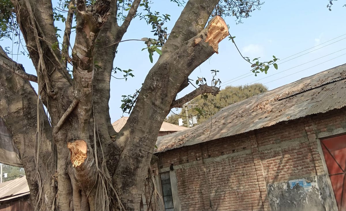 বটগাছের ডাল কেটে ফেলা হয়েছে। আজ মঙ্গলবার বিকেলে দিনাজপুরের নবাবগঞ্জ উপজেলার দাউদপুর বাজারের বউবাজার চত্বরে