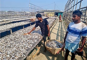 কক্সবাজারে বন্ধ ৬০০ মহাল, যে কারণে কমছে শুঁটকি উৎপাদন