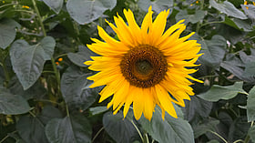 ফুল ফোটার পেছনের বিজ্ঞান